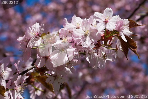 Image of Cherry blossom