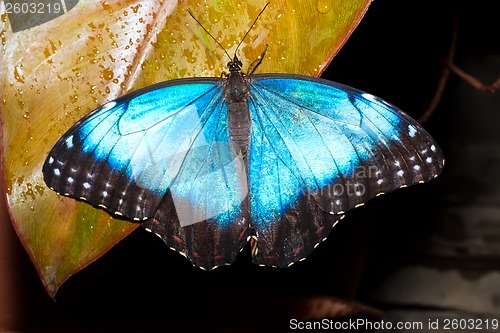 Image of Butterfly