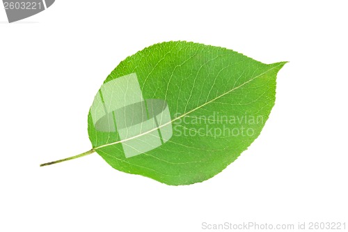Image of Green leaf