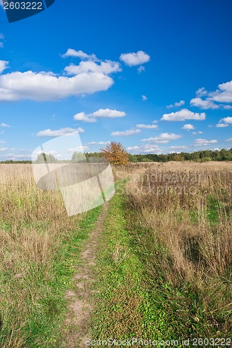 Image of Meadow
