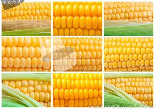 Image of Corn