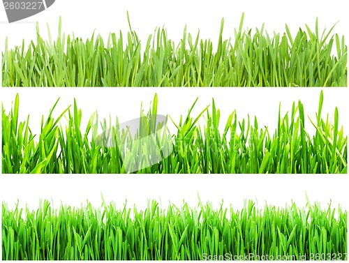 Image of Green grass