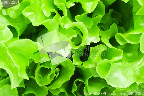 Image of Lettuce