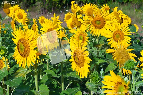 Image of Sunflowers