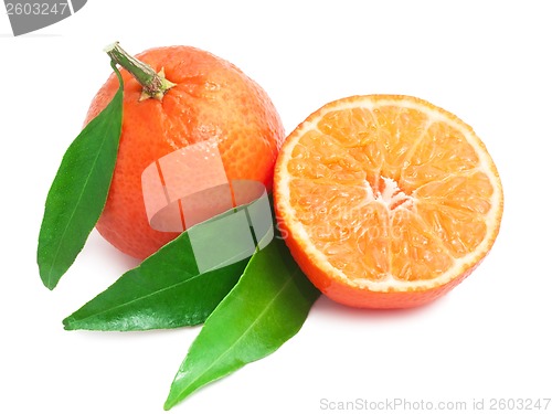 Image of Tangerines