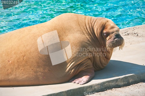 Image of Walrus