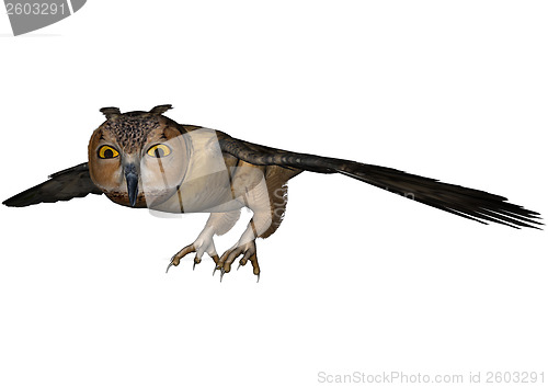 Image of Night Owl