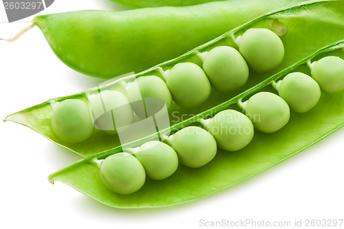 Image of Pea