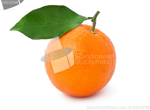 Image of Tangerine
