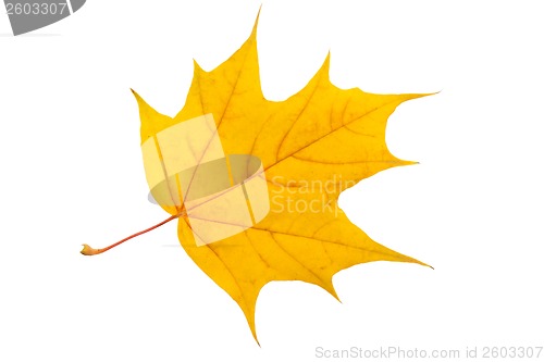 Image of Maple leaf