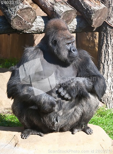 Image of Gorilla