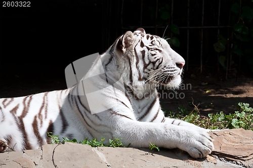 Image of White Tiger