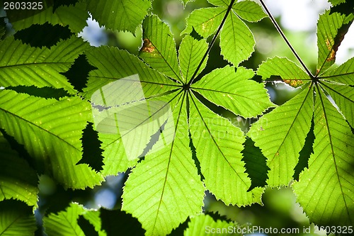 Image of Leaves background