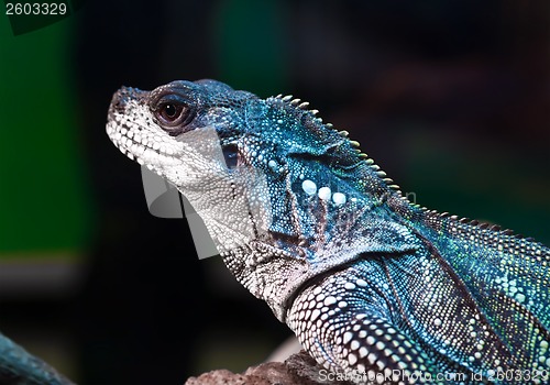 Image of Lizard