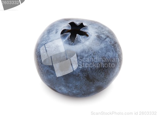 Image of Blueberry