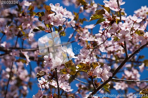 Image of Cherry blossom