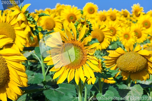 Image of Sunflowers