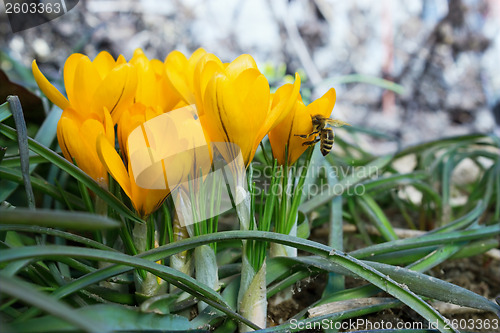 Image of Yellow  crocuses in the spring