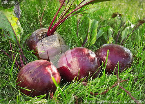 Image of Several washed beet lies on the green grass