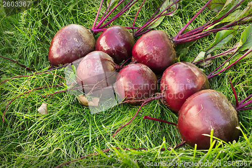 Image of Washed beet lies on the green grass