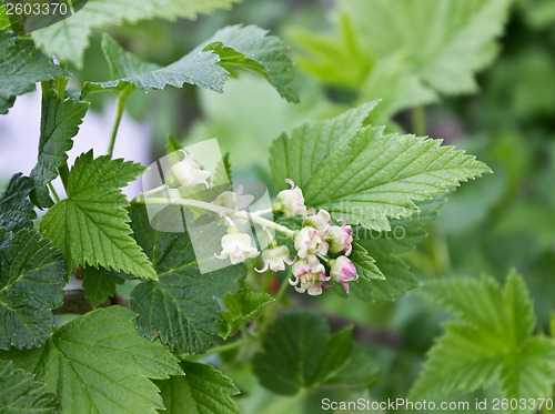 Image of Delicate flowers currant in the spring garden
