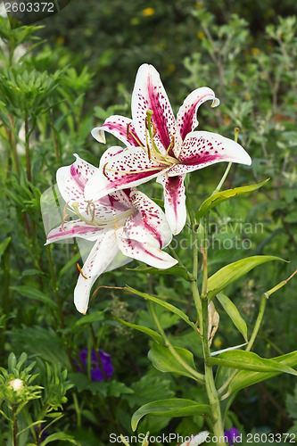 Image of Two colorful lily growing in summer garden