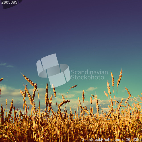 Image of stems of wheat in sunset light - vintage retro style