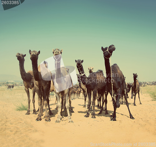 Image of camels during festival in India -  vintage retro style