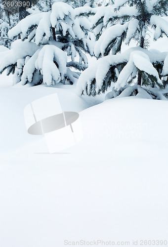 Image of snow-covered fir trees and snow drifts