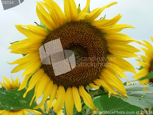 Image of Sunflower 1