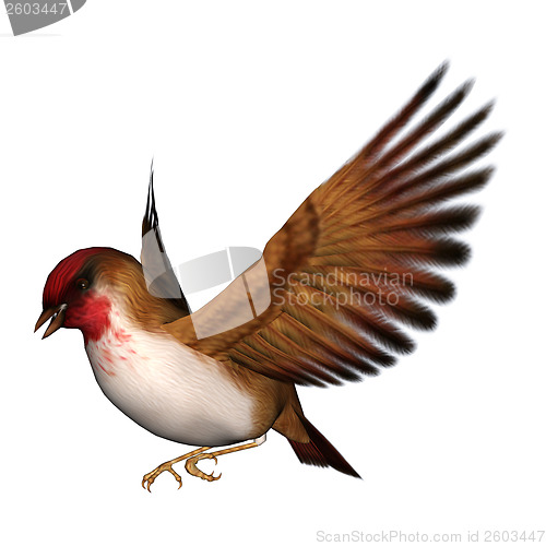 Image of Songbird Scarlet Finch