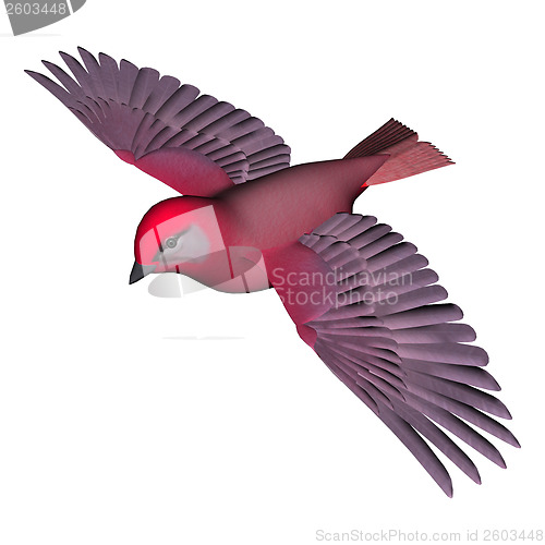 Image of Flying Tanager
