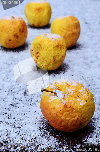 Image of wrinkled yellow apples in the snow