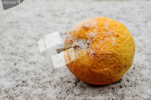 Image of wrinkled yellow apple covered with snow