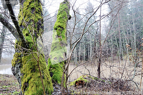 Image of trees with bright green moss in the forest