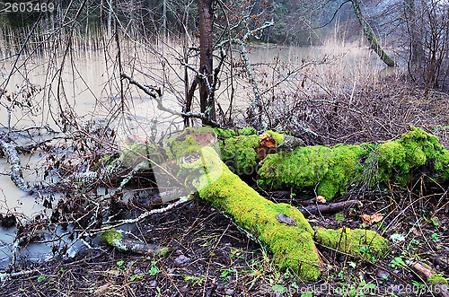 Image of trees with bright green moss in the forest