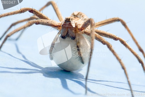 Image of Spider