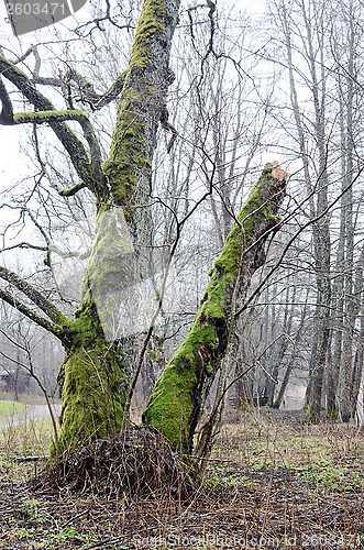 Image of trees with bright green moss in the forest