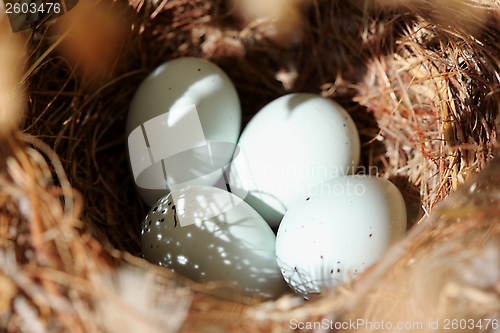 Image of Bird Eggs