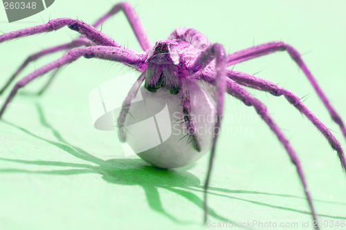 Image of Spider