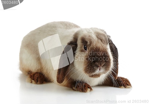 Image of rabbit