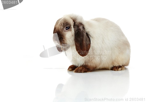 Image of rabbit