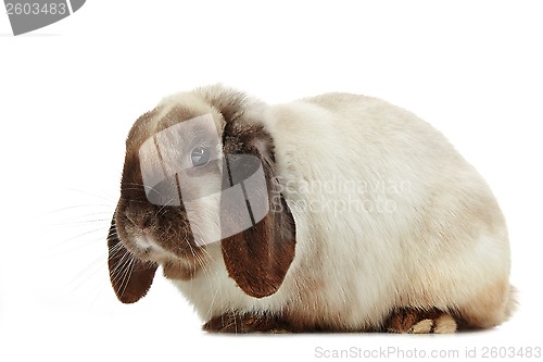 Image of rabbit