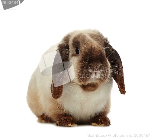 Image of rabbit