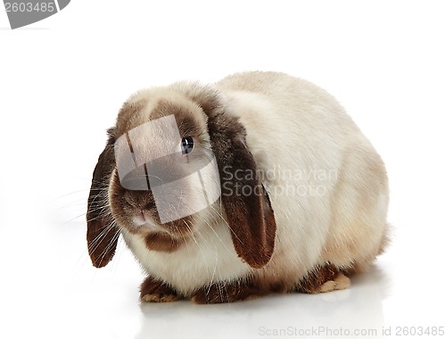 Image of rabbit