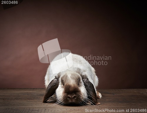 Image of rabbit