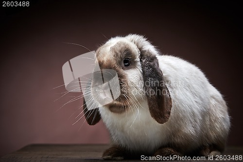 Image of rabbit