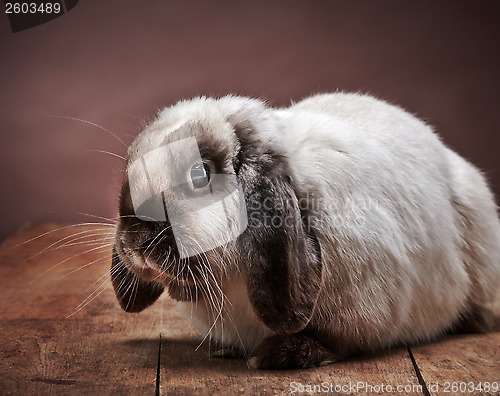 Image of rabbit