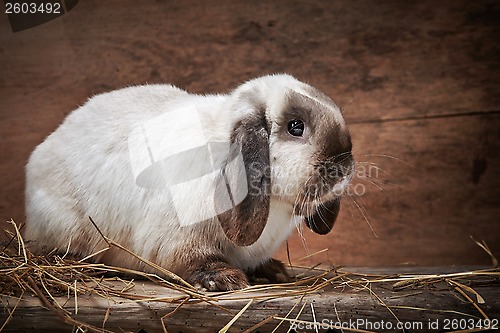 Image of rabbit