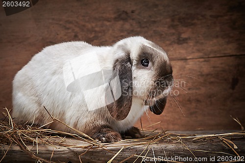 Image of rabbit